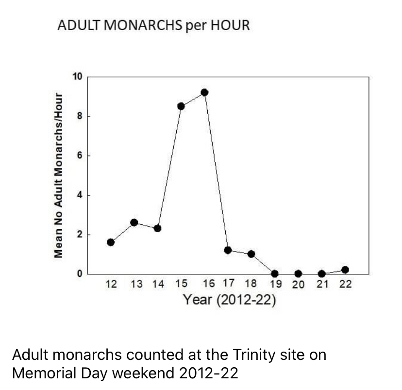 06-07-2022-adult-monarchs-at-trinity-river